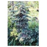 Spreading Deadora Cedar