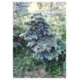 Spreading Deadora Cedar