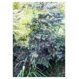 Spreading Deadora Cedar