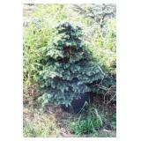 Spreading Deadora Cedar