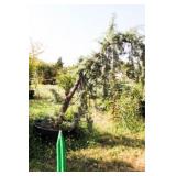 Weeping Arizona Cypress (Ray Wood Variety)