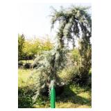 Weeping Arizona Cypress (Ray Wood Variety)