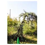 Weeping Arizona Cypress (Ray Wood Variety)