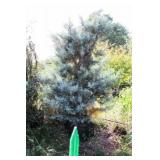 Weeping Arizona Cypress (Ray Wood Variety)