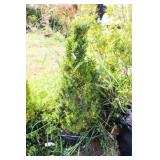 Cone Shaped English Boxwood