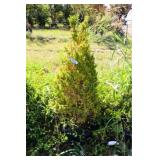 Cone Shaped English Boxwood