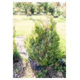 Cone Shaped English Boxwood