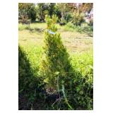 Cone Shaped English Boxwood