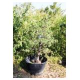 Tannenbaum Dwarf Mogel Pine