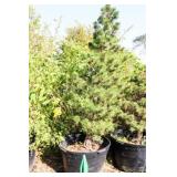 Tannenbaum Dwarf Mogel Pine