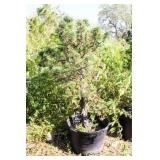 Tannenbaum Dwarf Mogel Pine