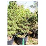 Tannenbaum Dwarf Mogel Pine