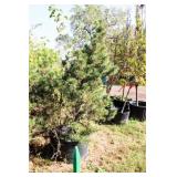 Tannenbaum Dwarf Mogel Pine