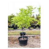 Red Bud Lot 2060 45 Gal