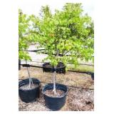 Red Bud Lot 2061  30 Gal