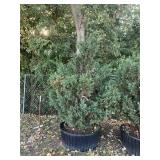 Alaskan Cedar 100 Gal