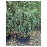 Alaskan Cedar 100 Gal