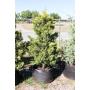 Golden Leyland Cypress
