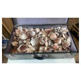 Seashells in a briefcase