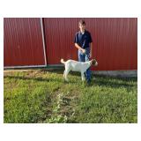 Carson Schnieders