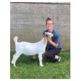 Lainey Knipper