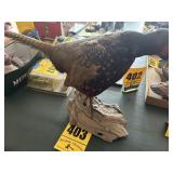 Mounted pheasant