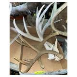 Deer Antlers