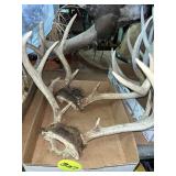 Deer Antlers