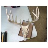 Deer Antlers