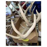 Deer Antlers