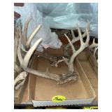 Deer Antlers