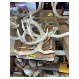 Deer Antlers
