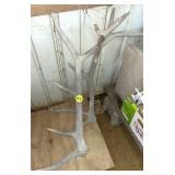 Old Antlers