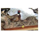 Mounted Hen & Rooster Pheasant