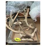 Deer Antlers