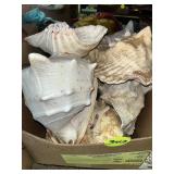 Conch Shells