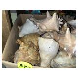 Conch Shells