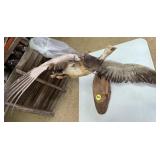 Mounted Goose