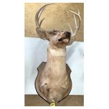 Deer Head Mount