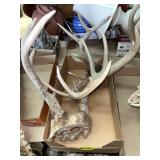Deer Antlers