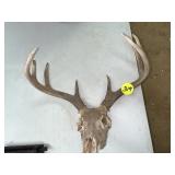 Deer Antlers
