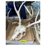 Deer Antlers