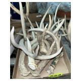 Deer Antlers