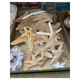 Starfish & Misc.