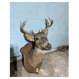 Deer Mount
