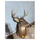 Deer Mount