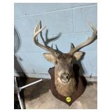 Deer Mount