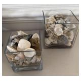 Decorative Beach Sea Shells