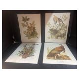 (4) Vintage Pictures of Birds Artwork, Prints