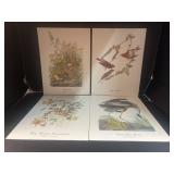 (4) Vintage Bird Prints by Audubon